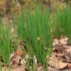 肴ならではの山菜料理　『山菜サラダ』