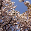 西陣・雨宝院（西陣聖天）の桜【御衣黄・観音桜】