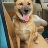 保護犬 幸吉　運転したいの？