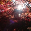 2025 紅葉 6