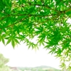 立夏の豆知識10選！小学生の子どもと一緒に学ぶ初夏のサインと季語