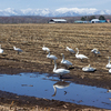 白鳥の湖