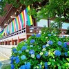 京都ぶらり　満開の智積院　紫陽花