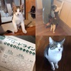 最近、お友達がどんどん猫を飼い始めているｗ　