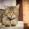 アメリカ人は見た！猫を飼うメリットを分析した１０の真実