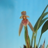 Maxillaria pulla 