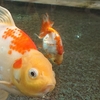 カワセミ水族館の金魚 ナンキン 土佐金