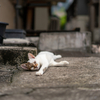 近隣繁華街のねこさん