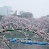 千鳥ヶ淵にて雨に濡れる桜を堪能