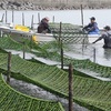 色良く、香りも抜群　海藻アオサの収穫始まる　