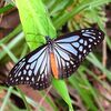 マダラチョウの冷却効果＝タイ・カオヤイの旅