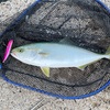 色々な種類の魚を釣りました