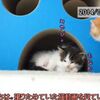 【かわいい子猫】10分間こぬこぬこ動画