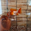 金魚のタコつぼ芸