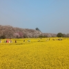 桜めぐりpart5 幸手権現堂桜堤　菜の花と桜