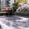 京急　石崎川の花筏