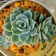 初心者 カテゴリーの記事一覧 コロの箱庭
