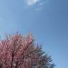 千畳敷カール  紅葉 ２０２２年 見頃に？