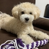 我が家のベイビーちゃん　マルプー成長日記⑩　トリミング事情