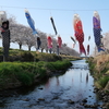 【岐阜市西郷】板屋川の桜と鯉のぼり。
