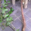 梅雨なんだもの