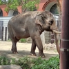 2歳＆4歳と『よこはま動物園ズーラシア』へ行ったレポ