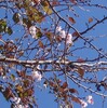 冬桜