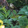 淀川野鳥探鳥 2015/10/12 5:50-10:55