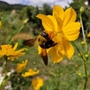 地球園。 お星さまのお花の香りがするこの世界は宇宙の果てから宇宙を観てみると川の流れのように循環し永遠の生命であると気付く