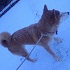 2月2日の節分でした…
