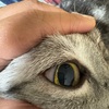 預かりからの〜　卒業？