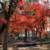 12月9日　上賀茂神社の紅葉