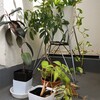 何もしないと昨日決めたので