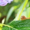 庭の草取りしたあとはのんびり