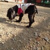 老犬ホームあん｜ネロ 虹の橋を渡りました。