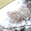 雨のお花見 in 新宿御苑