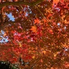 三重のお散歩〜紅葉の御在所岳