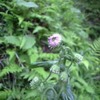 花より早起き