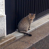 吉祥寺の静かな一日