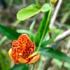 7年ぶりに咲いた花