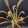 【実は特殊】ドロセラカペンシスの気根と挿し木増殖のアドバイス