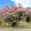 ふくしま桜旅「鉄板スポット」【12】紅枝垂地蔵ザクラ（福島県郡山市）