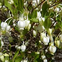 ドウダンツツジとは 動植物の人気 最新記事を集めました はてな