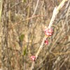 「パタゴニアで和菓子作りに挑戦中」