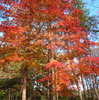 秋色の森で深紅に染まる楓
