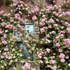 愛媛　薔薇のワーズワースでひとりヌン活