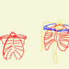 人体バランスを覚えるには骸骨が描けたほうが良い気がする