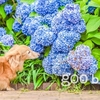 二つの虹