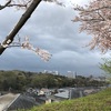 柚木台の桜