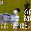 1209【キクイタダキにミコアイサ】シメにヤマガラが松ぼっくりから種を食べる。アメリカヒドリ交雑種、ハシビロガモのエクリプス、冬の昭和記念公園に渡り鳥【 #今日撮り野鳥動画まとめ 】 #身近な生き物語